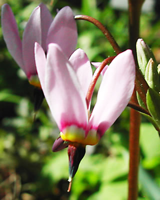 Dodecatheon media 7430